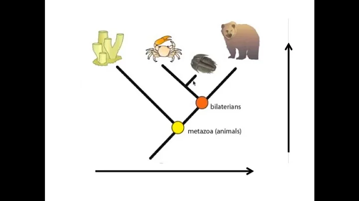 Phylogenetic Trees Review