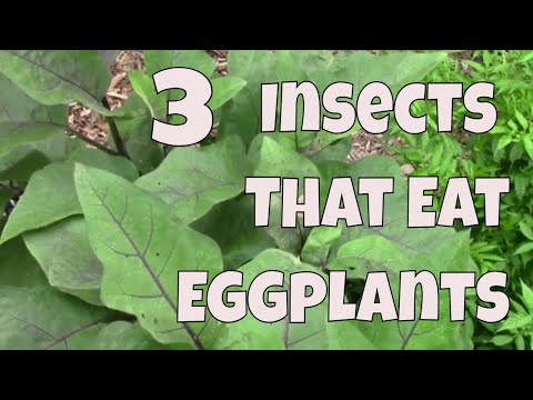 3 Insects That Eat Eggplants, and Some Things You Can Do About Them.