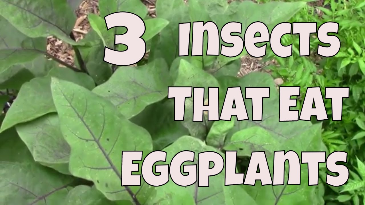 3 Insects That Eat Eggplants, And Some Things You Can Do About Them.