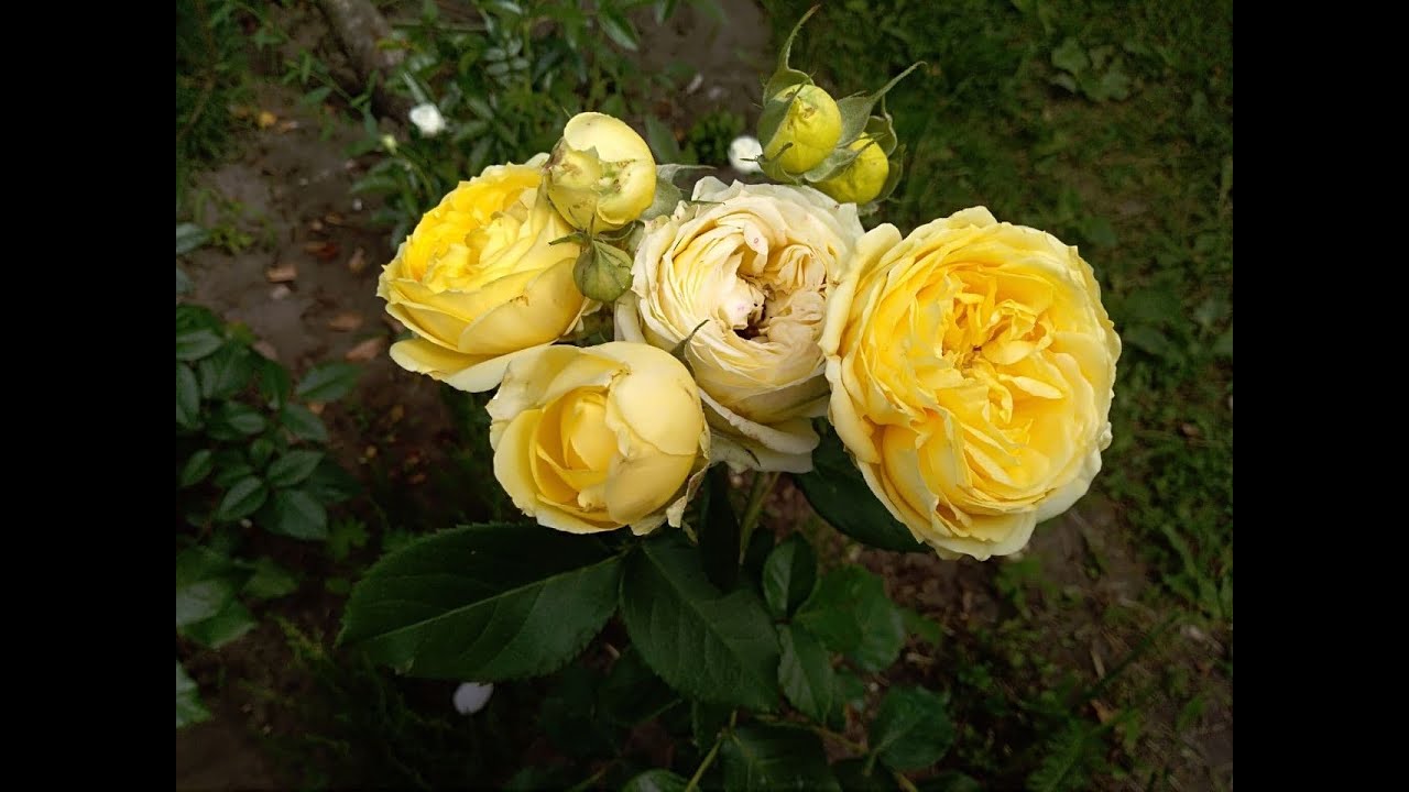 Роза Каталина: особенности и характеристика сорта, правила посадки, выращивания и ухода, отзывы