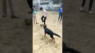 music dog doglover dogshorts dogtraining football pets germanshepherd