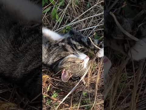 Cool Cat In His Domain Today GARDENTIGER EXTEMERELAX Cutecat Britishtabby