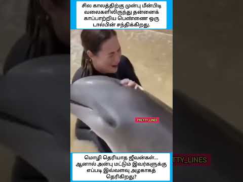 Thumbnail for மொழி தெரியாத ஜீவன்கள்... ஆனால் அன்பு மட்டும் இவர்களுக்கு எப்படி இவ்வளவு அழகாகத் தெரிகிறது #shorts