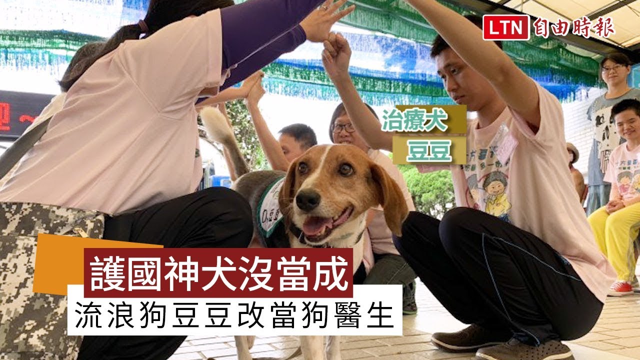 護國神犬沒當成 流浪狗豆豆改當狗醫生療癒身障院生 自由電子報影音頻道 護國神犬沒當成 流浪狗豆豆改當狗醫生療癒身障院生 自由電子報影音頻道