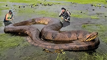 10 Biggest Snakes Ever Discovered.
