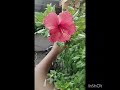 Hibiscus flowers by Cessna #relaxing #nature