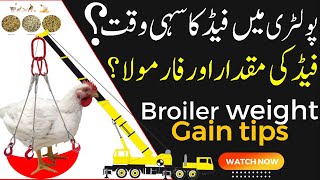 Poultry Feed Formulation Broiler Chicken Farming In Pakistan Broiler Feed Requirements