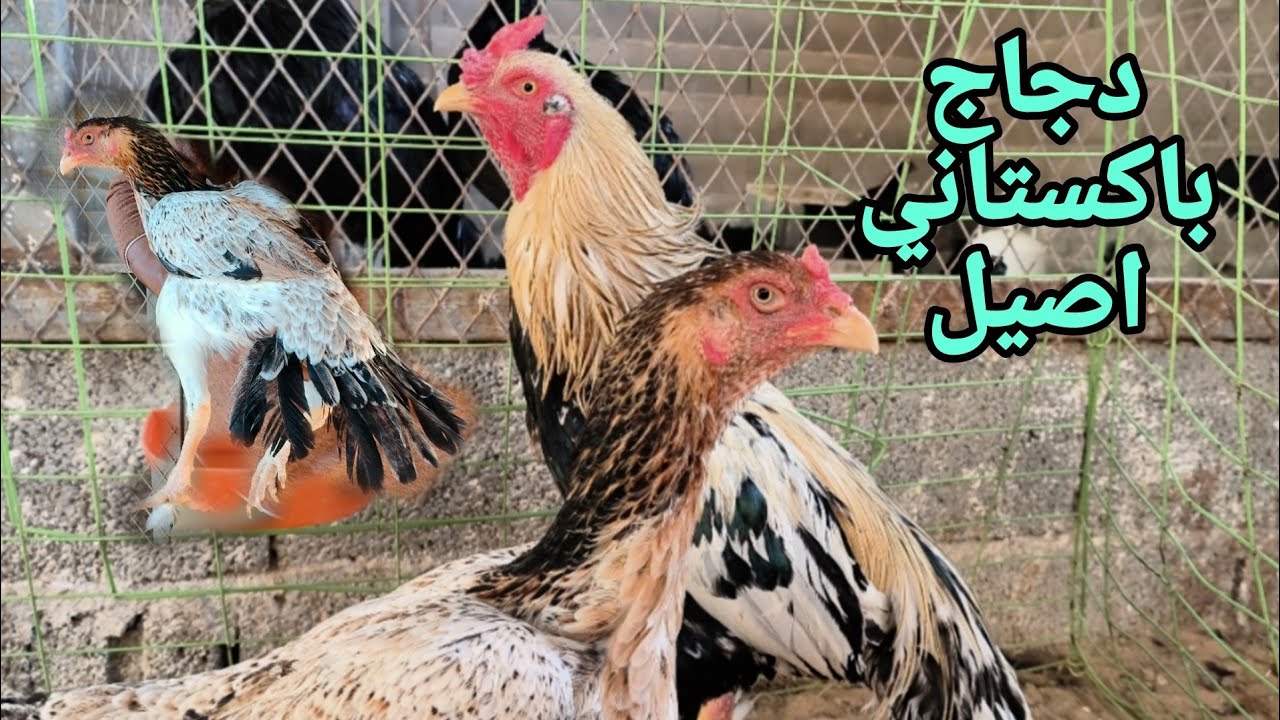 الفرق ما بين الدجاج الباكستاني والدجاج السندي باكستاني والدجاج الشامو 🤙🍒🦚