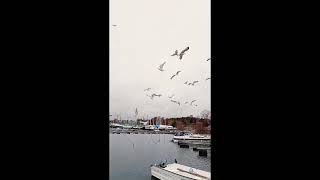 Norwegian gulls! #норвегія #norway #norge #nature #норвегия #чайка #море