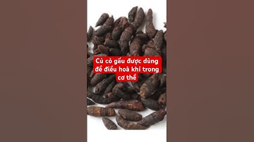 Cỏ gấu - hương phụ được dùng để điều hoà khí trong cơ thể #thuocquyquanhta #baithuocdangian #cogau