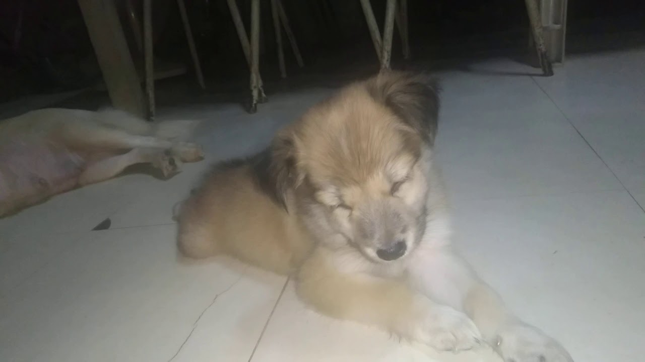 How to raise a Puppy 