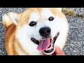 「兄ちゃん!帰ってきたんか、ワレ!」な柴犬