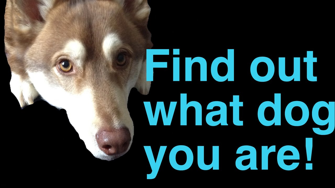 Find Out What Dog You Are YouTube find-out-what-dog-you-are-youtube
