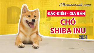 Chó Shiba Inu Nhật  Thông tin, giá bán bao nhiêu tiền? Mua chó Shiba Tphcm, Hà Nội! Chomeocanh.com