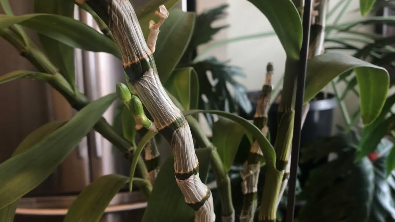 Den nobile o Den. phalaenopsis diferncias y cuidados