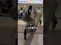 姉と待ち合わせしてたらまさかの、、#札幌の姉弟#北海道#札幌#ダンス#ドッキリ#猫#猫のいる暮らし