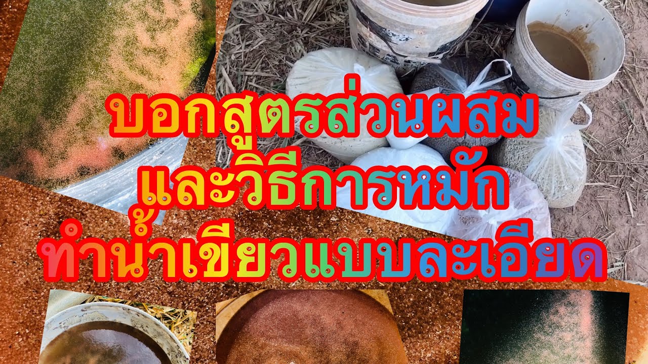 บอกสูตรส่วนผสมและวิธีการหมักทำน้ำเขียวแบบละเอียด