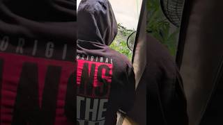 Gelato K - training #grow #growyourown #plants #training #lst #dnb