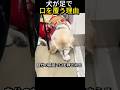 犬が足で口を覆う理由