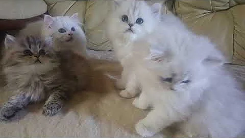 Video 10561071: persian chinchilla kitten, eyed white persian kitten, kittens litter