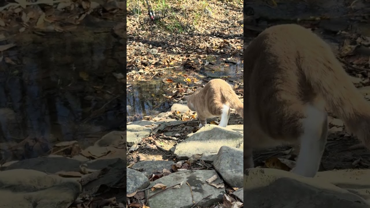 Fluffy Cats 🐈 Explore a Rocky 🪨Autumn 🍁Creek | Nature Adventure 