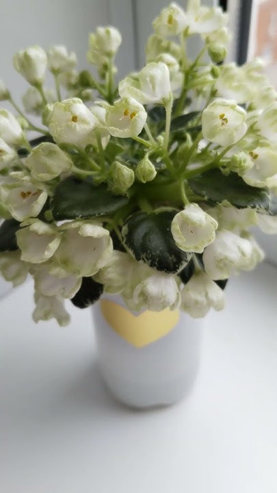 Фиалка Н-Подснежник sp mini2 #flowers #цветениефиалки #цветы #plants # ...
