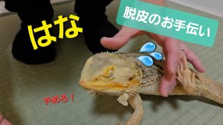 フトアゴの脱皮お手伝い【はな】