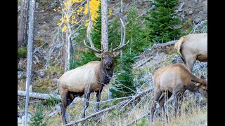 BULL ELK - Rocky Mountains National Park by Vanessa Obran 253 views 6 days ago 33 seconds