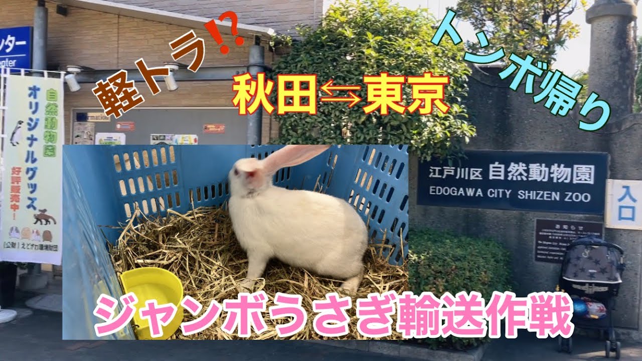 ジャンボうさぎ輸送作戦‼️軽トラで秋田⇆東京へ！