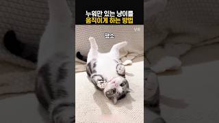 누워만 있는 고양이를 움직이게 하는 방법