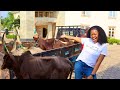 I SURPRISED MY DAD, UNCLE & FATHER INLAW WITH A COW EACH FOR CHRISTMAS... Village Vlog