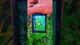sony Cyaber-Shot DSC-W800 ❤️🫶📸#4k #camera #new #trending #newvideo #trending #music #tredingvideo sony Cyaber-Shot DSC-W800 ❤️🫶📸#4k #camera #new #trending #newvideo #trending #music #tredingvideo