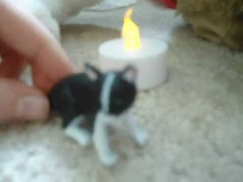 Warrior cats-After Shadowstar episode 1- shining star
