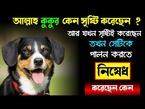 ভিডিও: কেন সসেজ কুকুর সেরা?