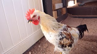 Young roosters practice their crows Wealth