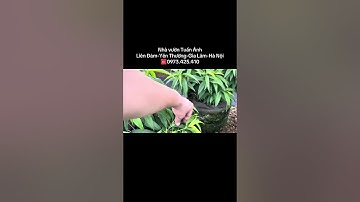 Chia sẻ cách chăm sóc Cây đào Thất thốn sau mưa#bonsai #flowers 