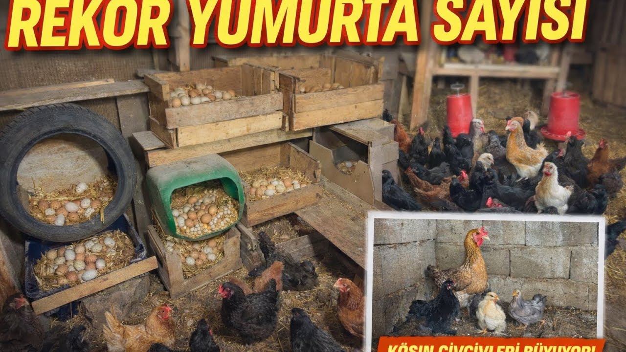 YUMURTA SAYISINDA BÜYÜK ARTIŞ..KOŞİN CİVCİVLERİ BÜYÜYO#yumurtatoplama #keşfet #tavuk #hobibahcesi 