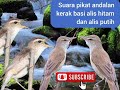 suara pikat andalan burung kerak basi alis hitam dan alis putih#kerakbasialishitam