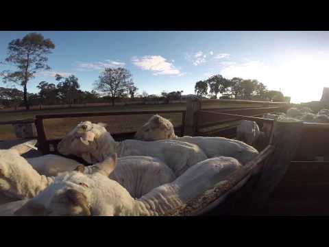 GoPro: Australian Farm Life