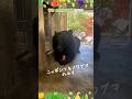 【東山動植物園公式】ルイ、ニンジンを食べる２《 ニッポンツキノワグマ　ツキノワグマ　クマ 》 #動物 #animals #shorts #asmr
