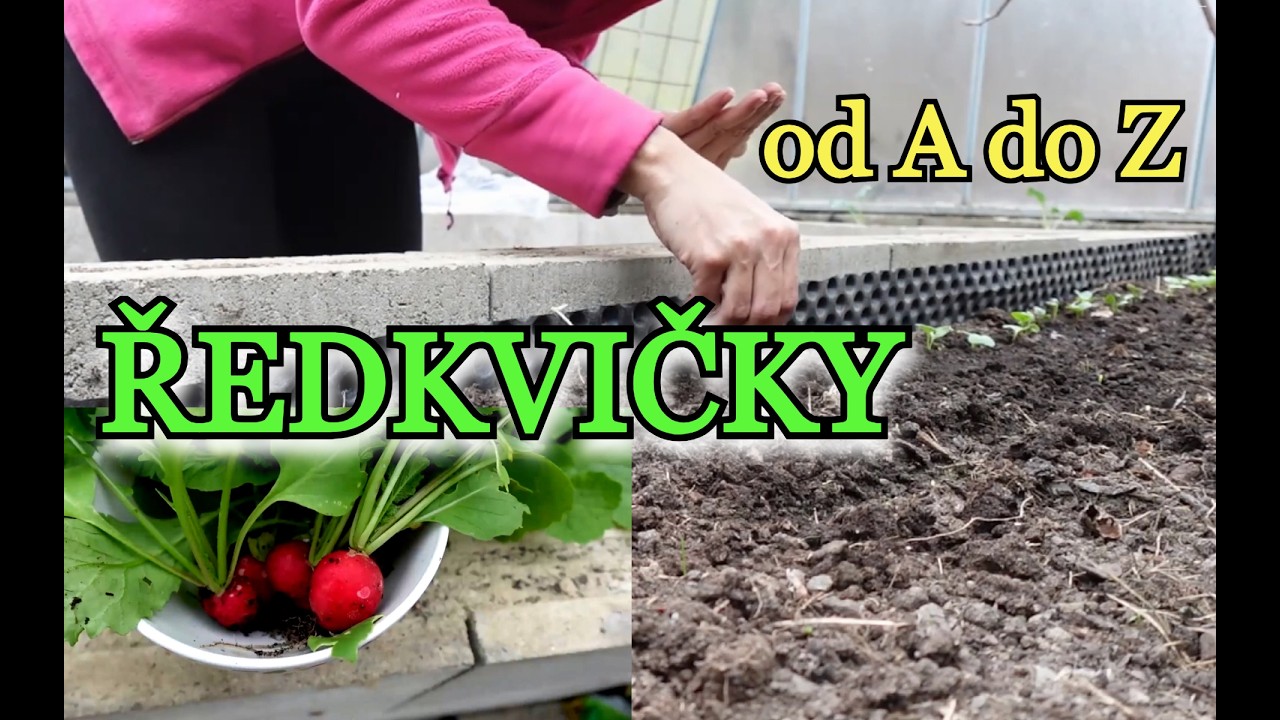ŘEDKVIČKY | Pěstování ředkviček a jak je pěstovat PO CELÉ JARO | od A do Z