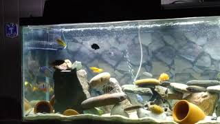 Cichlid 55 gallon  fish tank