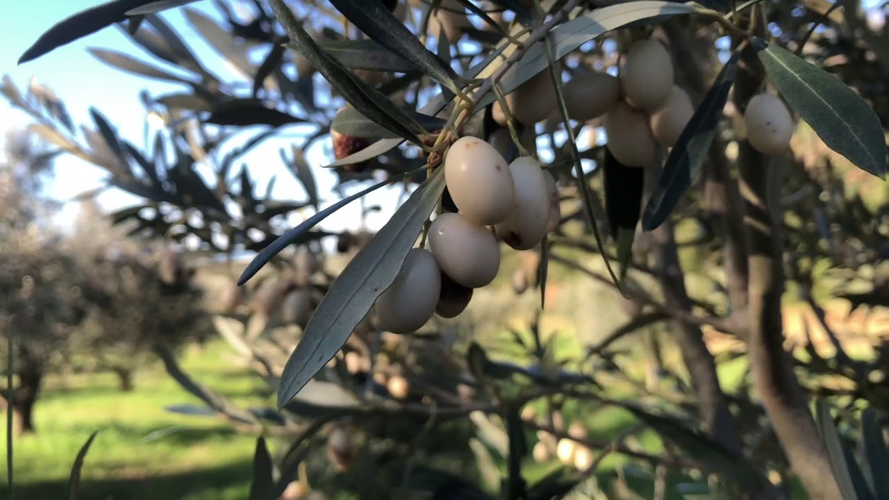 Leucocarpa, l'oliva bianca