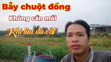 Bẫy chuột đồng không cần mồi... trên cánh đồng lúa đã thả nước... Tèo ngố TV.