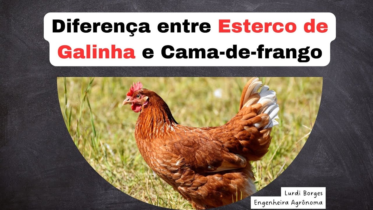 DIFERENÇA ENTRE ESTERCO DE GALINHA E CAMA-DE-FRANGO - YouTube
