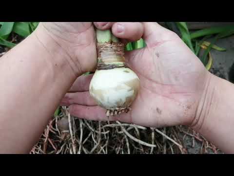 Video: 5 Zábavných Alternatív K Hippeastrum Interiérové cibuľovité Rastliny. Foto - Strana 2 Z 6