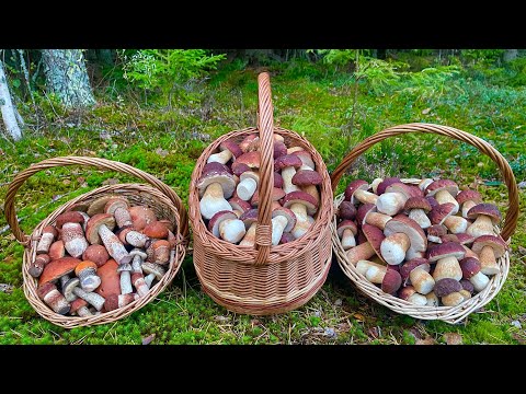 КАРЕЛИЯ! Эмоции ЗАШКАЛИВАЮТ от таких НАХОДОК! Грибники ОШАРАШЕНЫ, увидев НЕЧТО! Белые грибы ПОЛЯНАМИ