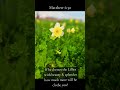 If he dresses the lillies how much more will he clothe you?
