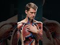 Exploring the Circulatory System: Arteries & Veins at Work #CirculatorySystem #HumanAnatomy
