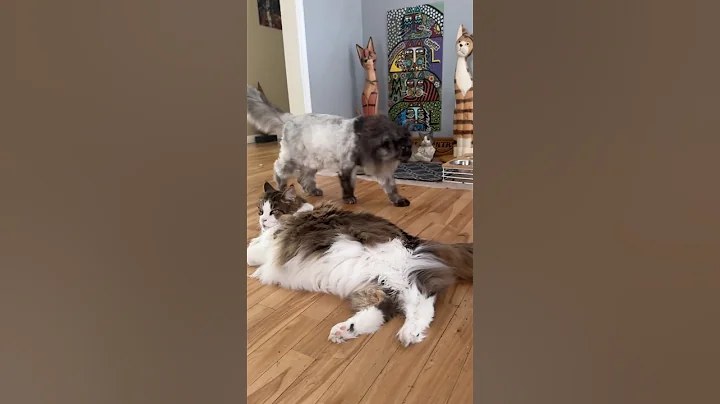 Watch the video about Teddy Bear Cut Cuteness 😲 Black Smoke Mainecoon